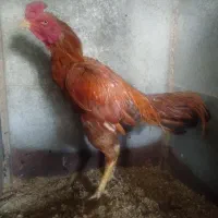 مرغ و خروس لاری|حیوانات مزرعه|تهران, علم و صنعت|دیوار