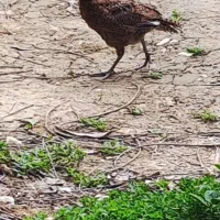 خروس پاکستانی نر ۹۰ روزه