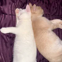 گربه بریتیش