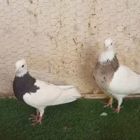 طوقی خوشکل کاردرست