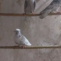 کبوتر|پرنده|میبد, |دیوار