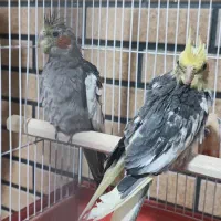 جوجه عروس هلندی