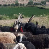 یک جفت دوبور  سیاه روزگاری دو قلو  عتیقه اخته|حیوانات مزرعه|داران, |دیوار