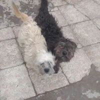 فروش دو تا سگ پاکوتا شیت زو