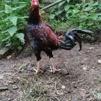 انواع جوجه ۵ روزه تا مرغ و خروس وبوقلبون|حیوانات مزرعه|خرم‌آباد (تنکابن), |دیوار