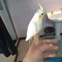 جفت مولد همراه با یک جوجه|پرنده|باقرشهر, |دیوار