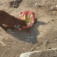 بزغاله ۲۵ روزه