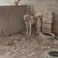 گم شده