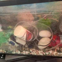 آکواریوم شیشه خم با تمام وسایل مورد نیاز و پایه|ماهی|کرج, باغستان|دیوار