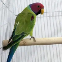 طوطی فروشی