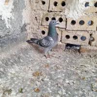 کبوتر|پرنده|شاندیز, |دیوار