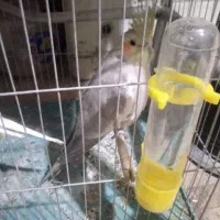 عروس هلندی ماده