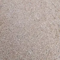 گندم|گل و گیاه طبیعی|گنبد کاووس, |دیوار
