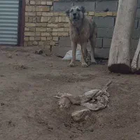 سگ گله ای