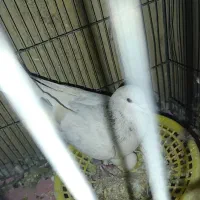 جفت ساده هفرنگ