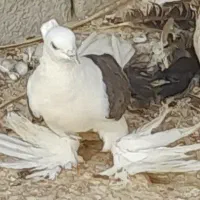 تعدادی کبوتر رنگی|پرنده|آبدان, |دیوار