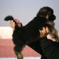 توله ژرمن|سگ|شهریار, شهریار|دیوار