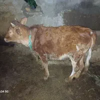 گوساله فروشی