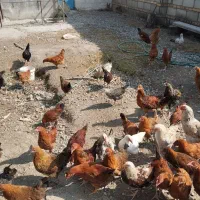 نیمچه . جوجه گلپایگانی درجه یک|حیوانات مزرعه|گنبد کاووس, |دیوار
