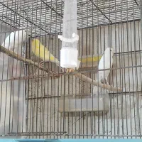 قناری ماده درجه یک سفید و طلایی|پرنده|خورموج, |دیوار