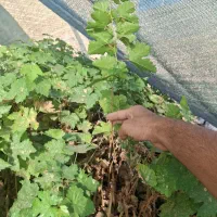 نهال انگور ترکمن