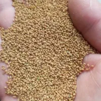 بذر یونجه. پیاز. لبو|عمده‌فروشی|شیراز, اکبر آباد|دیوار