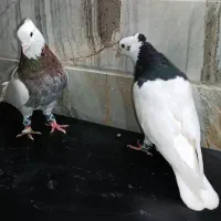 طوقی،پلاس،پرشی،دوکت|پرنده|قم, حاج خلیل|دیوار