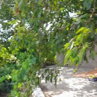 باغ بهشت تاکستان|فروش دفتر صنعتی، کشاورزی، تجاری|کرج, گلشهر|دیوار