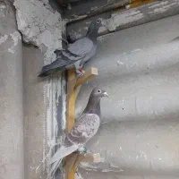 کفترآلمانی کفترپلاکی کفترمسافتی|پرنده|تهران, مسعودیه|دیوار