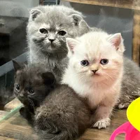 خانه گربه ها پاشا پت بریتیش زیبا