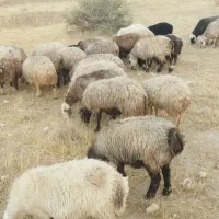 30راس میش افشار