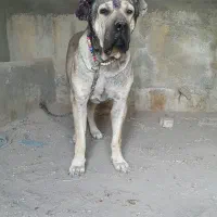 سگ سرابی|سگ|تبریز, |دیوار