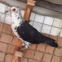 کبوتر بزک ،فری ،کویتی، پلنگی .آس