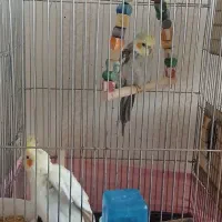 عروس هلندی