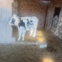 تلیسه جنس مخصوص داشتی