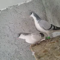 کبوتر|پرنده|تهران, شهر زیبا|دیوار