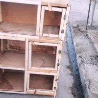 پرنده و جفت کن