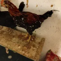 فنج نر خروس گلین