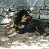 سگ گم شده|حیوانات|سنندج, |دیوار