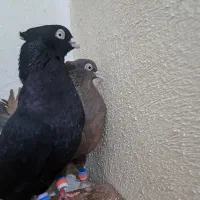 کبوتر آبادانی