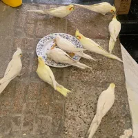 عروس هلندی لوتینو و آلبینو