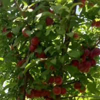 فروش-باغ-عاشق-آبادصحرای-حسین-آباد