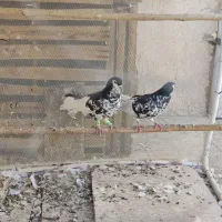 کفتر افغانیافشون نر ماده|پرنده|فشاپویه, |دیوار