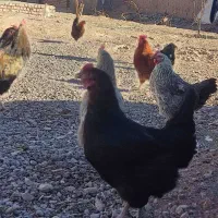 مرغ و خروس فروشی|حیوانات مزرعه|تربت جام, المهدی|دیوار