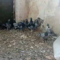 پلاکی|پرنده|دره شهر, |دیوار