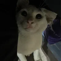 واگذاری گربه|گربه|بندرعباس, |دیوار