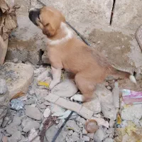 سگ نر|سگ|ایرانشهر, |دیوار