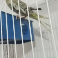 عروس هلندی|پرنده|دره شهر, |دیوار