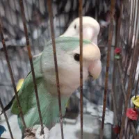 طوطی برزیلی