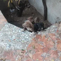 سگ آمریکن پیتبول توله|سگ|شیراز, شریف‌آباد|دیوار